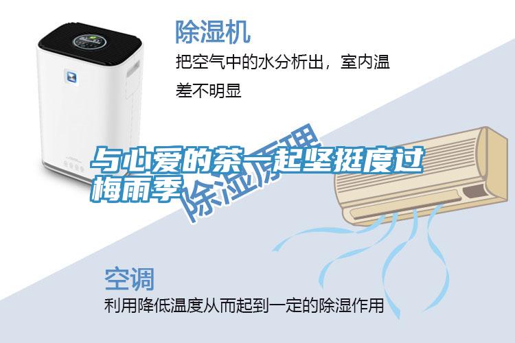 与心爱的茶一起坚挺度过梅雨季