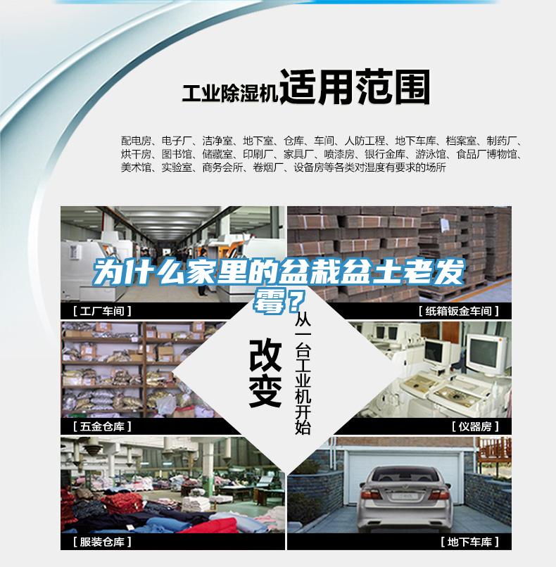 为什么家里的盆栽盆土老发霉？