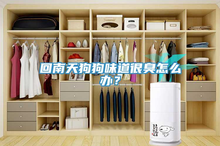 回南天狗狗味道很臭怎么办？