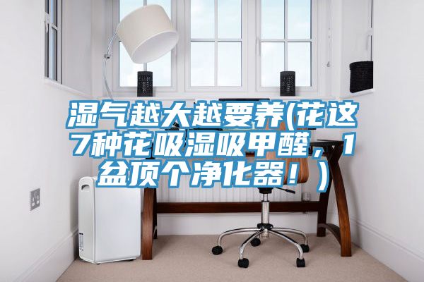 湿气越大越要养(花这7种花吸湿吸甲醛，1盆顶个净化器！)