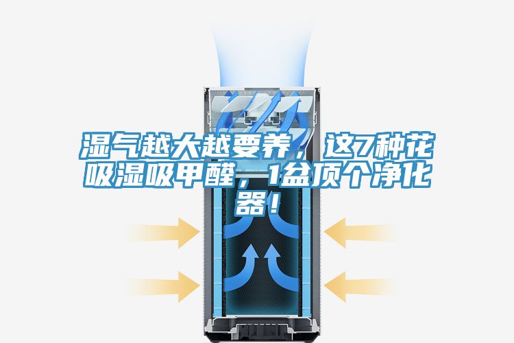 湿气越大越要养，这7种花吸湿吸甲醛，1盆顶个净化器！