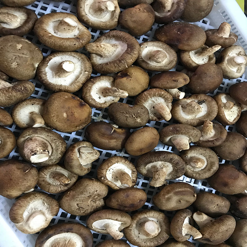 湖北省京山县的菇农代表选用我们安诗曼食用菌烘干机?？榧聪愎胶娓苫?></div>
								<div class=